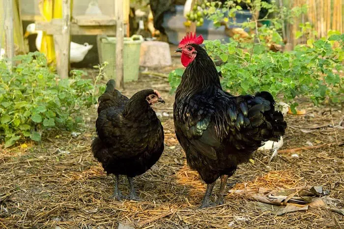 australorp-chickens