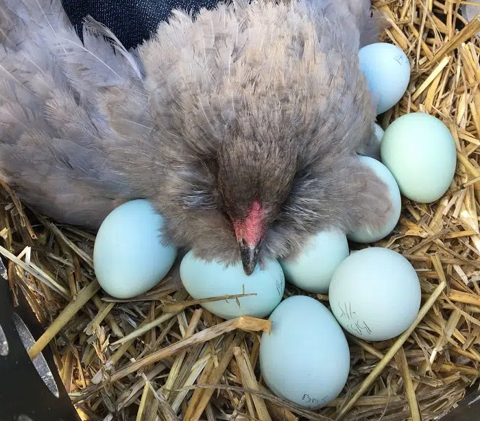 beautiful araucana chicken sitting on her eggs