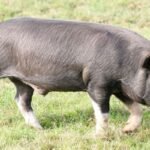 berkshire pig characteristics