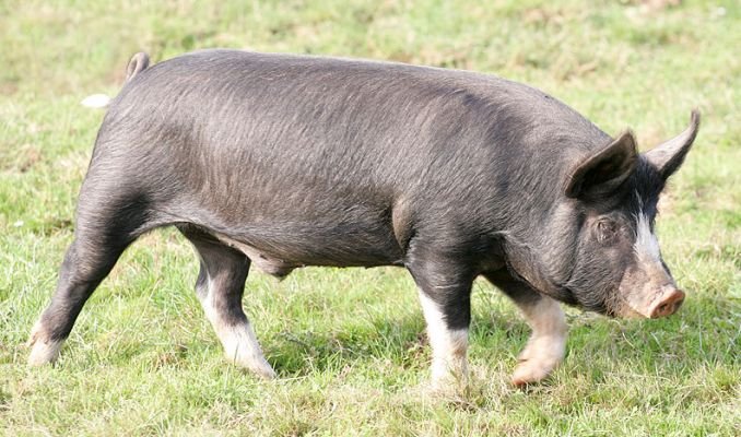 berkshire pig characteristics