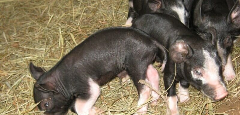 berkshire piglets