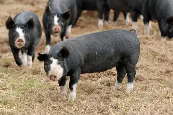 berkshire pigs