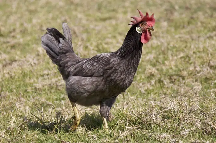 black leghorn chicken
