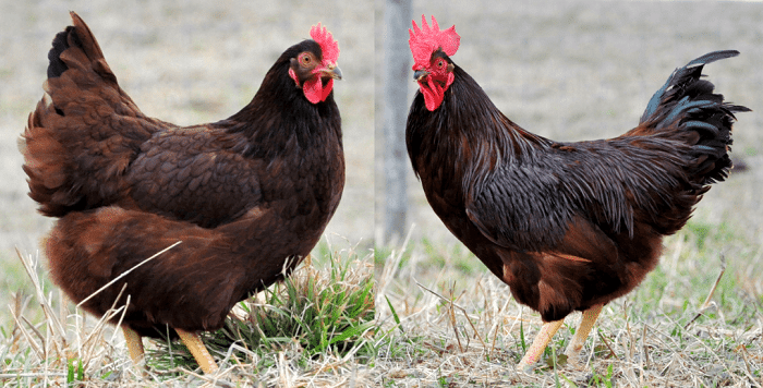characteristics and breed information of the rhode island chicken