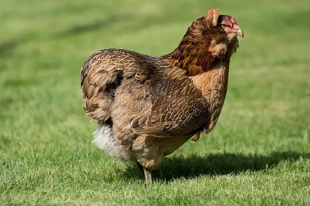 characteristics of araucana chickens being rumpless or having no tail
