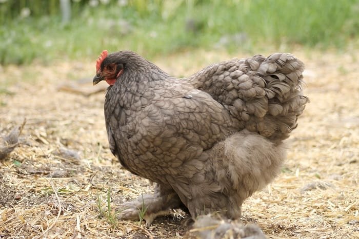 cochin chicken breed for backyard poultry