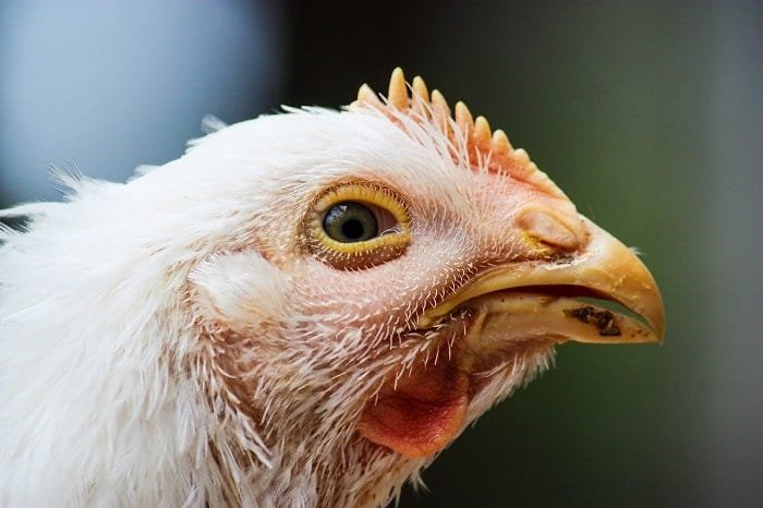 8 Major Chicken Diseases: Causes, Symptoms, Treatment and Prevention Tips