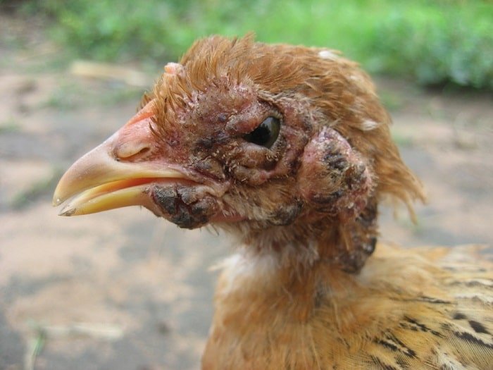 fowl pox disease in a young chicken