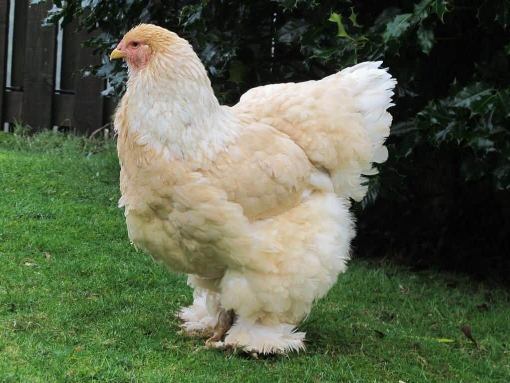 It can sometimes be difficult to differentiate a brahma hen from a rooster