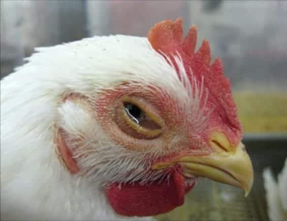 infectious bronchitis disease of chickens
