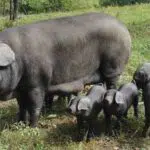 large black pig breed characteristics, lifespan, history and other information
