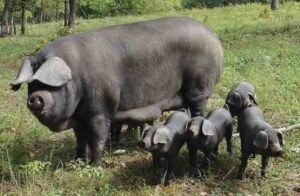 large black pig breed characteristics, lifespan, history and other information
