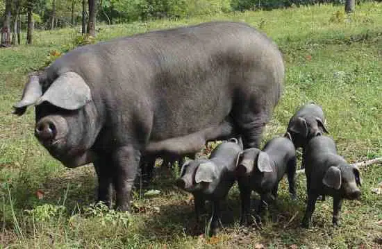 Large Black Pig: Characteristics, Origin, Breed Info and Lifespan