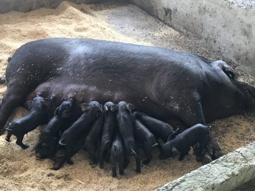 large black pig breed with many piglets