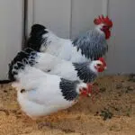 light-sussex-chickens