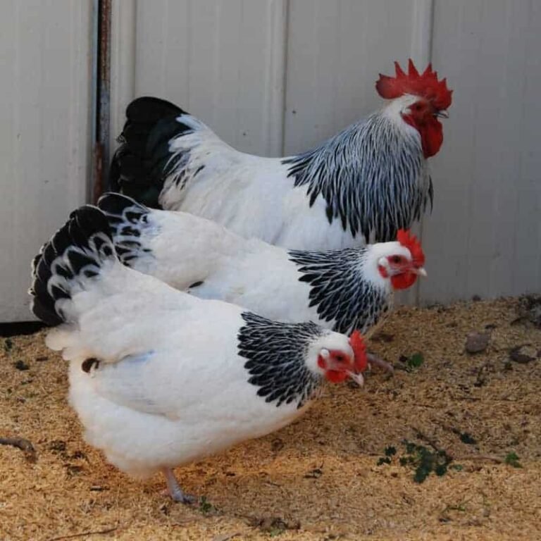 Sussex Chicken – Characteristics, Origin, Breed Info and Lifespan
