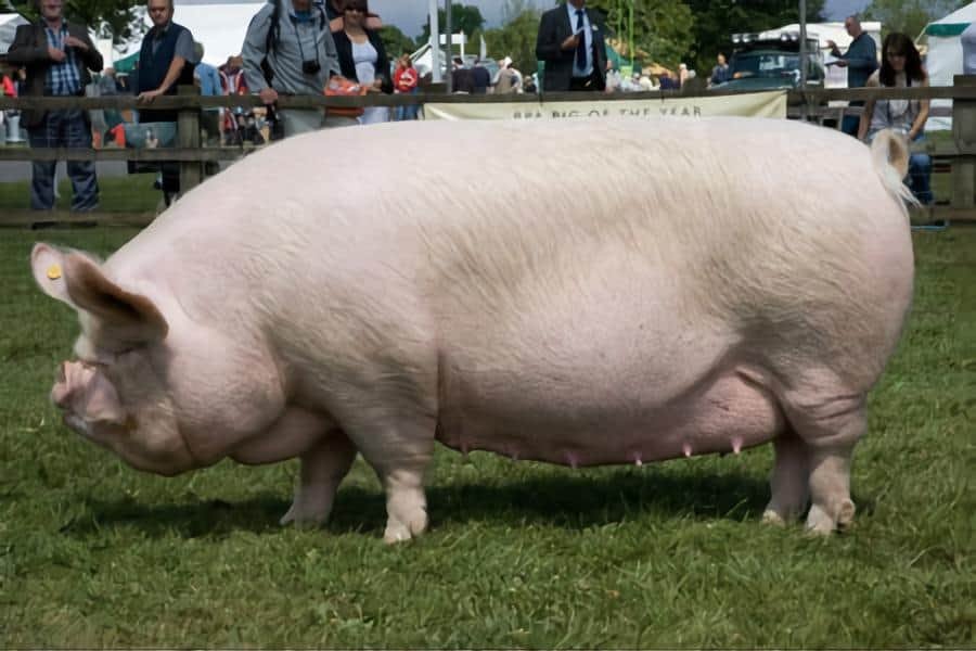 middle white Yorkshire pig sow