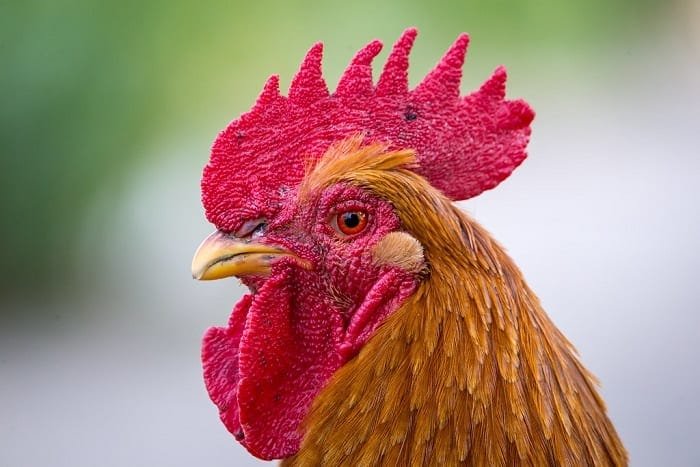 New Hampshire Chicken – Characteristics, Origin, Breed Info and Lifespan