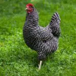 plymouth rock chicken characteristics, origin, breed information and lifespan