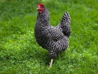 plymouth rock chicken characteristics, origin, breed information and lifespan