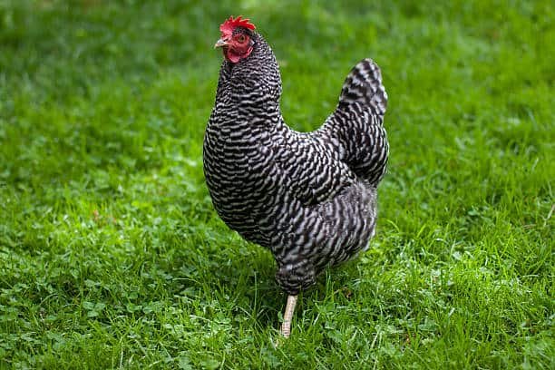 Plymouth Rock Chicken – Characteristics, Origin, Breed Info and Lifespan