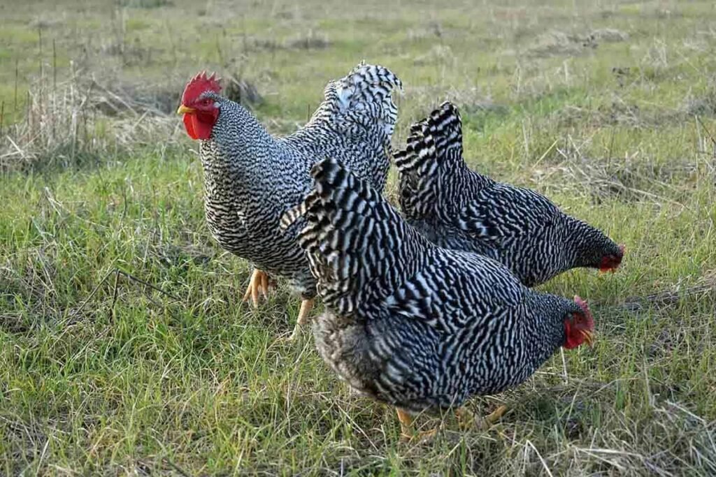 plymouth rock chickens foraging in the field