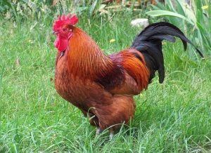 17 Largest Chicken Breeds in the World (With Pictures)