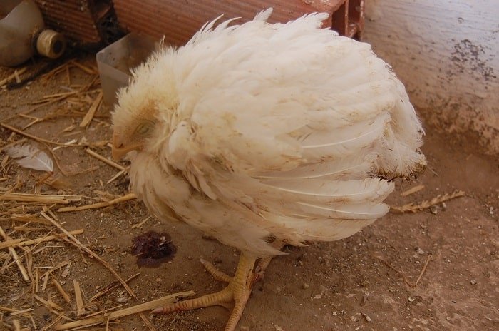 ruffled feathers in chicken suffering coccidiosis disease
