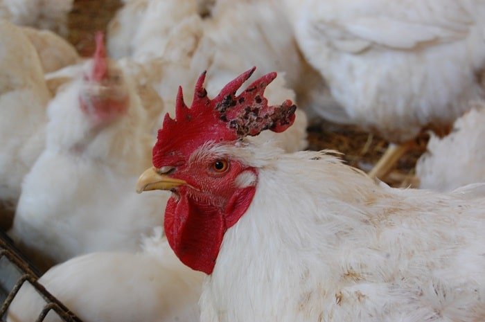 Battling Fowl Pox Disease: The Expert Tips You Need to Protect Your Poultry