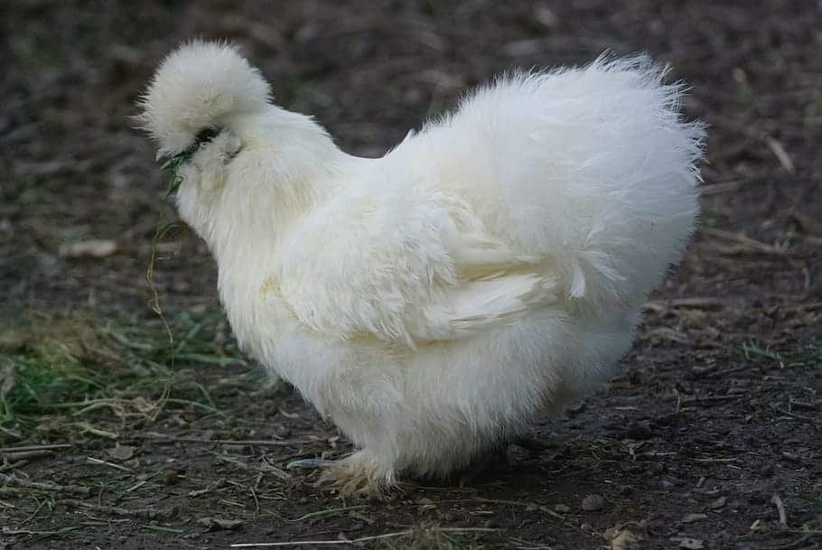 silkie chicken breed