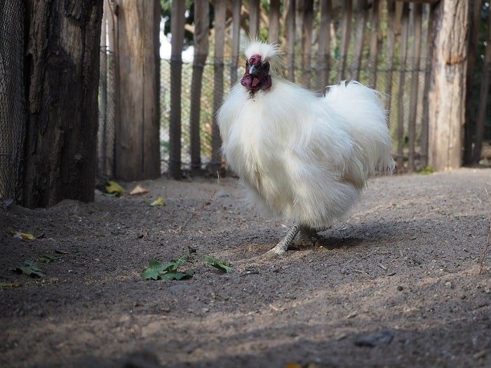 Breathtaking Silkie Chicken Characteristics That’ll Sweep You Off Your Feet