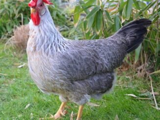 silver leghorn chicken