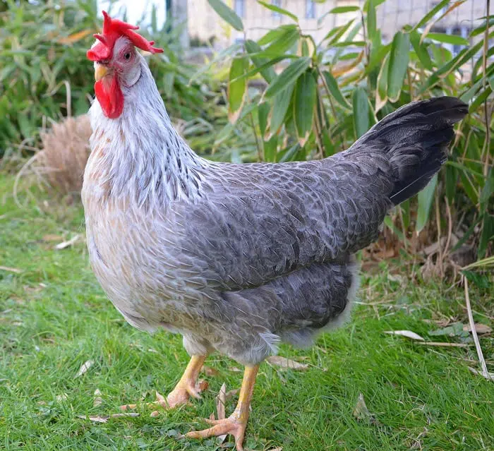 Leghorn Chicken – Characteristics, Origin, Breed Info and Lifespan