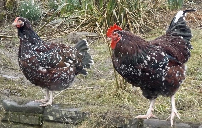 speckled sussex hen and cock