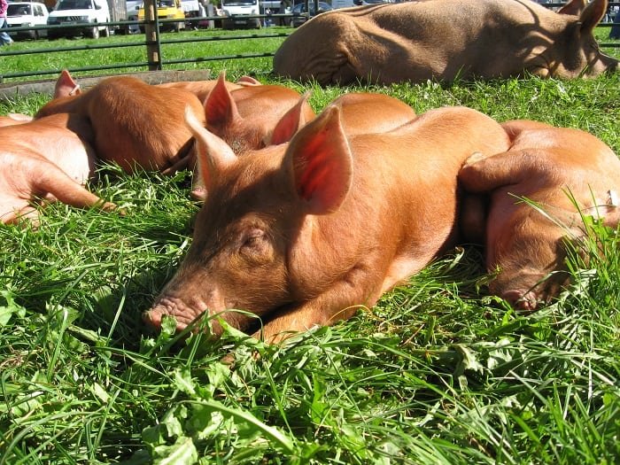 piglets of tamworth pig breed