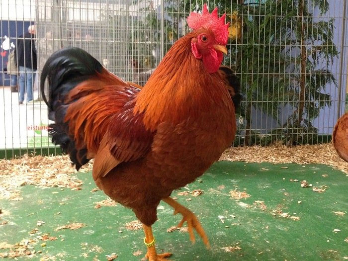 the new hampshire brown chicken breed