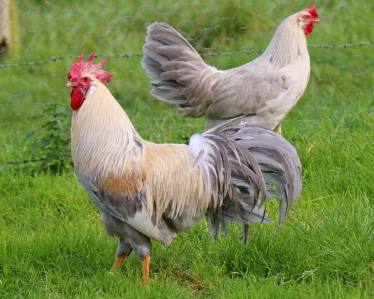 Top 16 Heritage Chicken Breeds in the World (With Pictures)