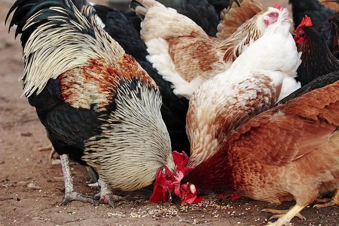 What do Chickens Eat to Grow Big?