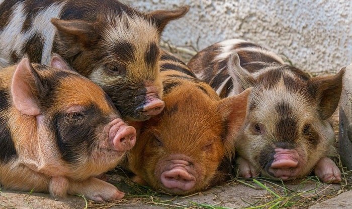Cute-Piglet-Animal-Babies-Breed-Pig-Kunekune-Pigs
