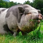 Giant Vietnamese pot bellied pig breed