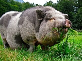 Giant Vietnamese pot bellied pig breed