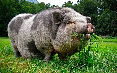 All About The Vietnamese Pot-bellied pig breed
