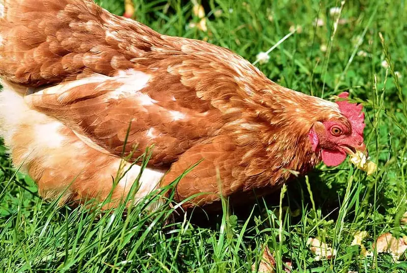 Isa brown chicken breed male