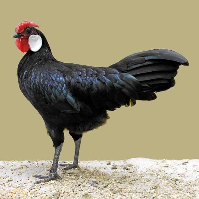 Minorca-chicken-breed-information-and-characteristics