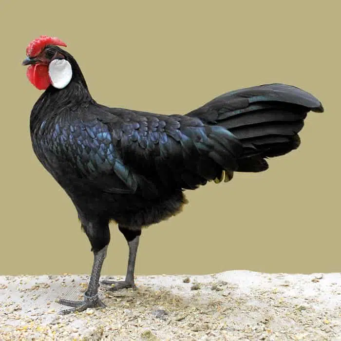 black Minorca-chicken-breed-information-and-characteristics