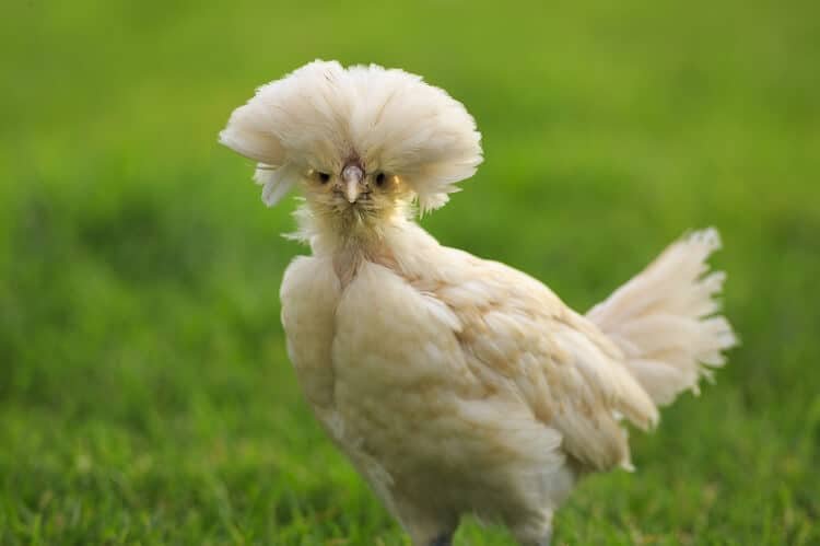 Polish-Chicken breed