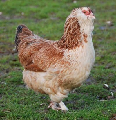 Faverolles Chicken – Characteristics, Origin, Breed Info and Lifespan
