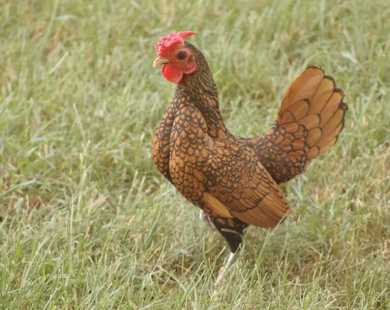 Sebright Chicken– Characteristics, Origin, Breed Info and Lifespan