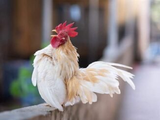 Serama Chicken – Characteristics, Origin, Breed Info and Lifespan