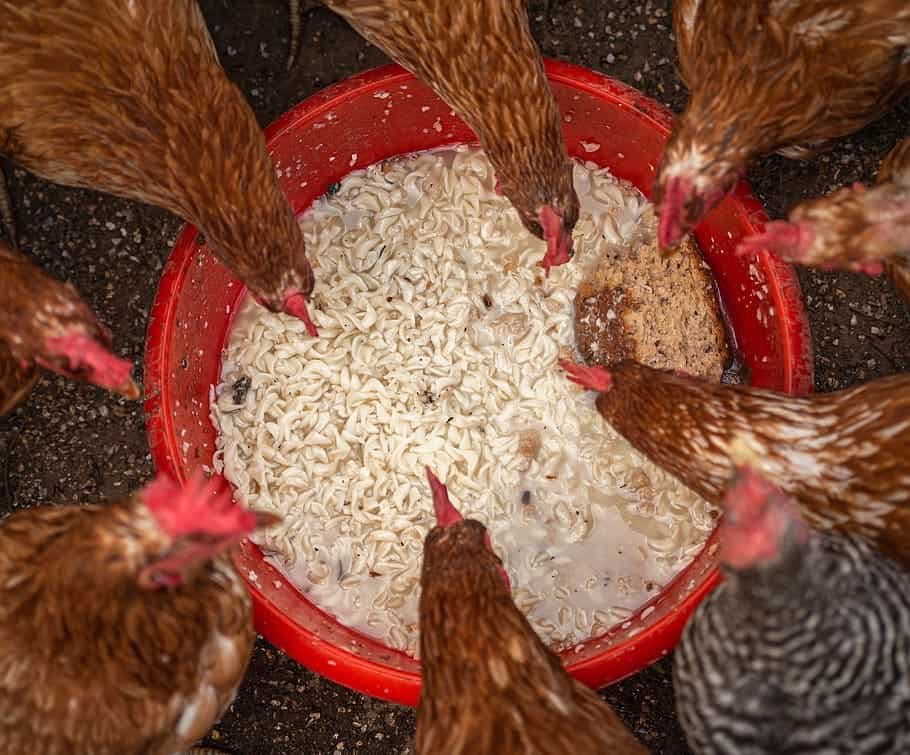 The step by step process of Fermenting chicken feed